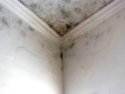 Best Mold Documentation for Insurance Claims in West Milwaukee, WI